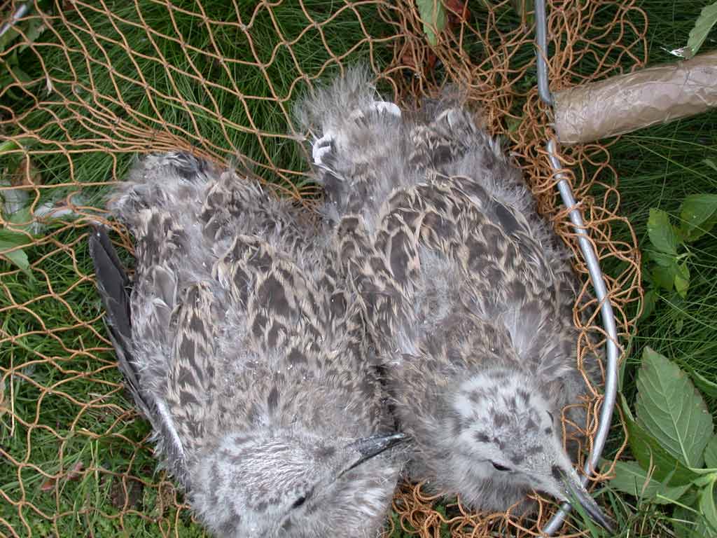 1002x745 pixels (97K)