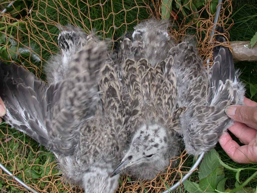 1002x745 pixels (81K)