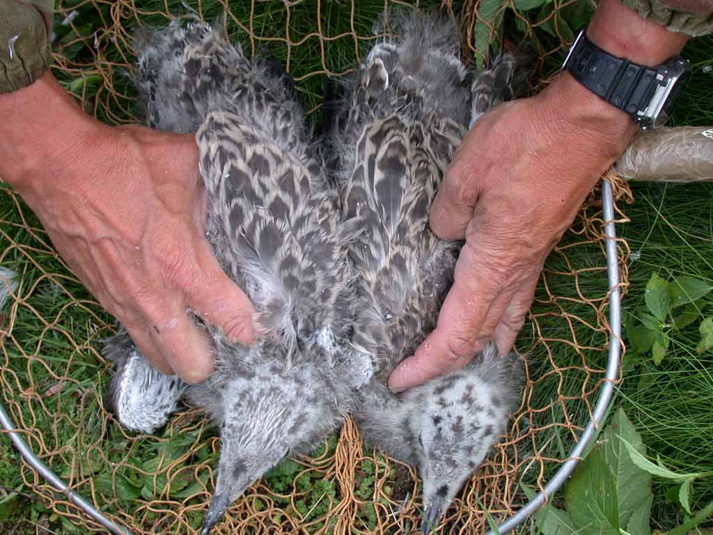 1002x745 pixels (84K)