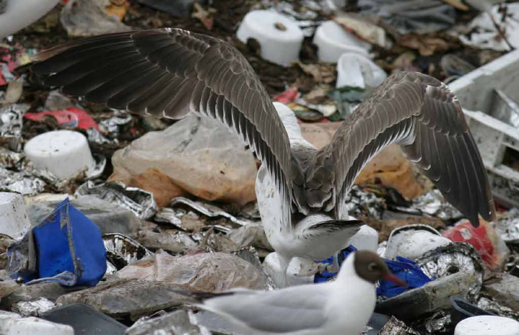 1002x638 pixels (50K)