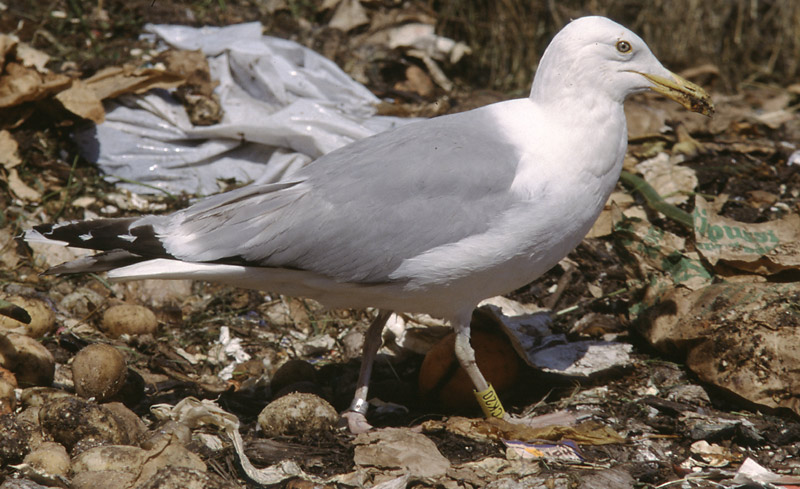 778x466 pixels (131K)