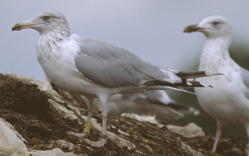 778x480 pixels (93K)