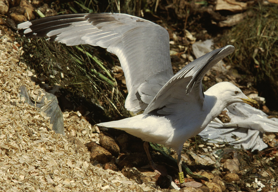 878x597 pixels (216K)