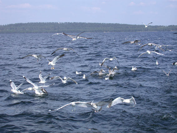 545x402 pixels (60K)