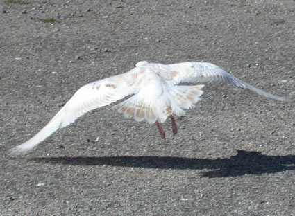 403x289 pixels (39K)